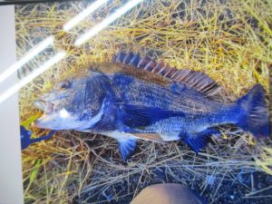 釣り納め報告頂きました！！