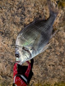 【岡山本店】シーバス狙いのはずが・・・