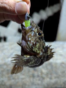 【岡山本店】久々のライトソルトゲーム★