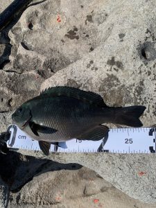 釣果情報とWBC！