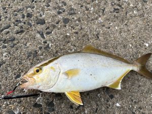 秋の釣り始まってます！