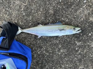海釣りもバス釣りも行ってきました！