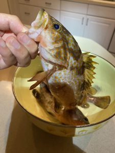 人生初VJであの生物が…