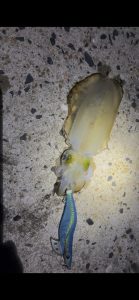 良いサイズの秋イカ釣れてます！！