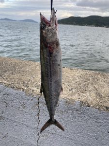 博多湾でサゴシ爆釣！？