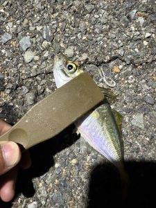 福岡アジング始まりました～
