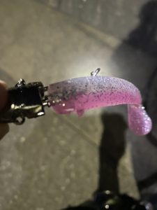 博多湾タチウオ釣れだしました！！