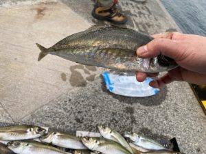 佐賀県の島でアジ爆釣🐟！？