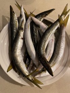 カマス釣れています！