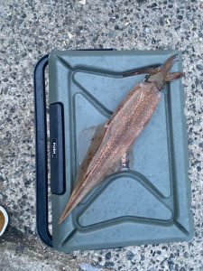 糸島ヤリイカ釣れてます！！