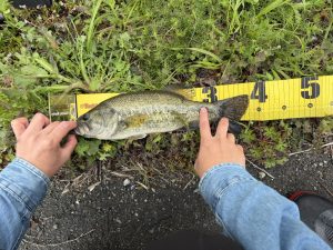 春の柳川クリークはクランクベイト！