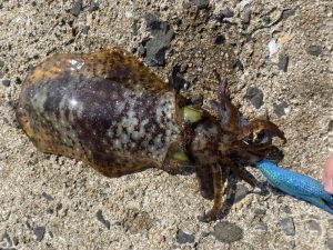 スタッフ釣果　春イカ始まってます！