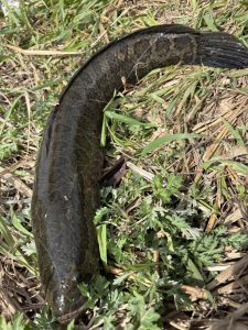 春、爆風のバス釣り！