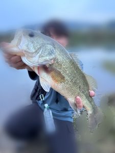 夕方のミラクルフィッシュ