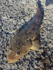 北部九州マゴチ釣れてます！