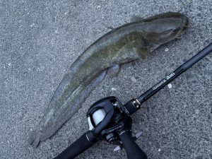 夏のバス釣り！