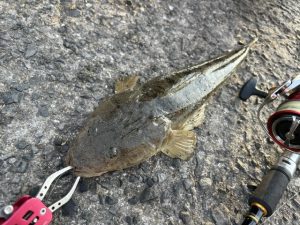夏のぶっこみ釣り！