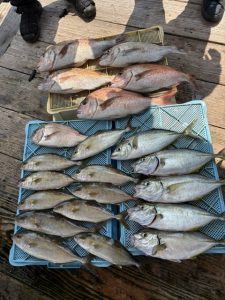 仮屋湾遊漁センター行ってきました！