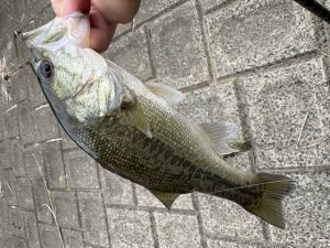 バス釣り苦戦中。