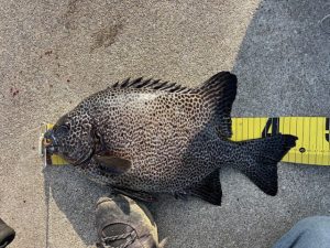 スタッフ釣果イシガキダイ！