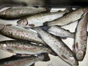 釣れましたっ(´艸｀*)