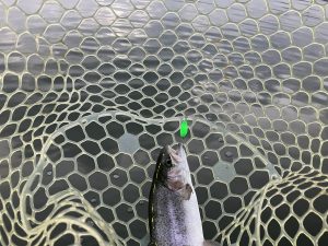 セールスタート！＆弁天閣釣果🐟