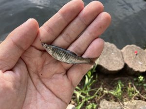 別所沼で小物釣り🎣