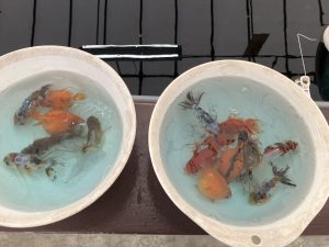 金魚釣りしてきました🎣