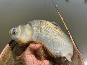 丸堀へら🎣
