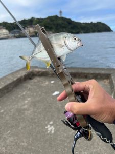 メッキ釣果情報！（8/1）