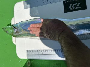 もうじき本格的なシーズンを迎えるタチウオ！釣果情報です！