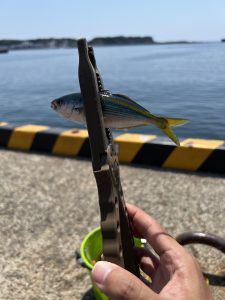 こんなところにタカベが！？メッキやメジナに紛れて爆釣！【8/18 釣果情報】