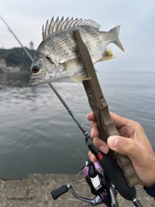 横須賀から江ノ島へ大移動…。タチウオを諦めてメッキ狙い！【9/9釣果情報】