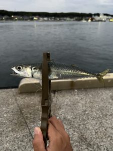 今年こそエギングで釣果を！リベンジの花暮岸壁へ【9/20釣果情報】