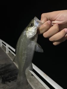 セイゴ爆湧き!江ノ島でライトゲームを堪能しました!【10/10 釣果情報】