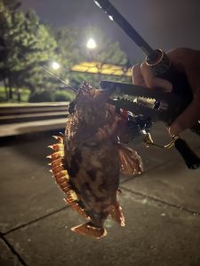 台風前に一勝負…!東扇島でカマス!【10/8 釣果情報】