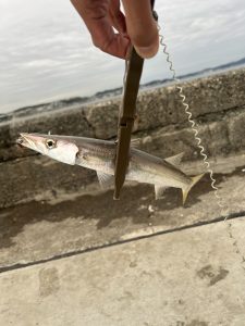 江ノ島でカマス!ただし時合は一瞬!?【10/21 釣果情報】