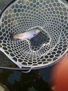 イチロー池でまさかの大物が・・・！