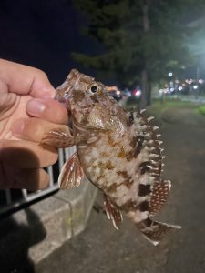 横浜・川崎エリアでアジング好調！数釣りもサイズも狙える！？【10/24・30 釣果情報】