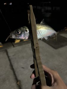 アジングを全力で楽しむ！西伊豆ランガンツアー！【11/26 釣果情報】