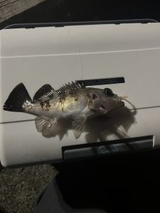 アジ！メバル！カサゴ！ライトゲーム三昧の横須賀釣行【12/2 釣果情報】