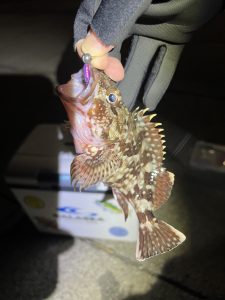 低活性の時こそ根魚狙い！メバルやカサゴをはじめとするライトゲームが楽しい！