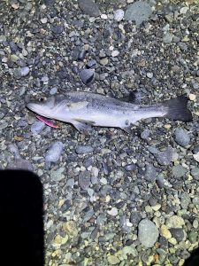 本命が釣れなくても楽しめる！ライトゲームのススメ【2/27釣果情報】