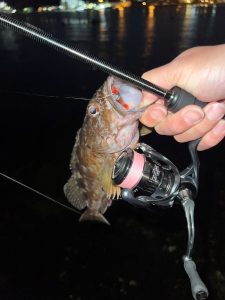 良型カサゴ連発！メバルは何処へ…【4/3の釣果情報】