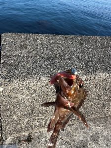 注目のエサ！？ハイブリッドクロスは釣れるのか？実釣に行ってきました！