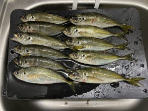 夏だ！海だ！アジだ！マメアジ絶好調！！