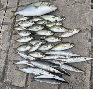 アジ・カマス大爆釣!!三浦半島の秋開幕!