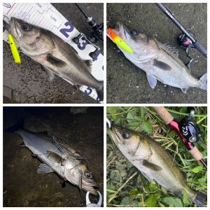 増水シーバスIN湘南河川！！