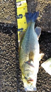 淀川50アップ釣れました&オススメルアー🎵