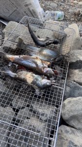 芥川さんでトラウト釣行(^^♪